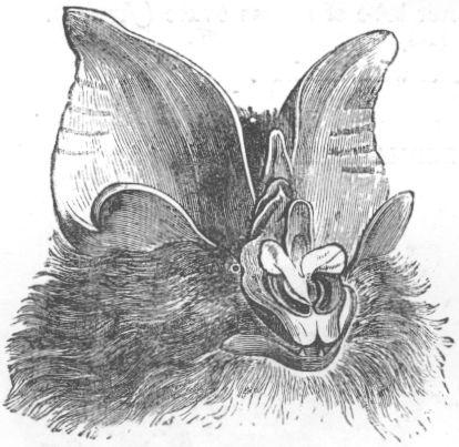 Woolly horseshoe bat